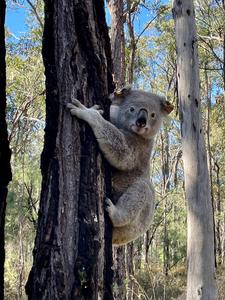 Koala