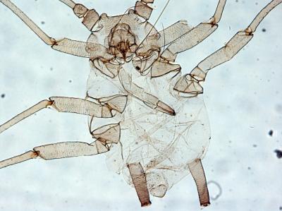 Morphometric Analysis of Aphids