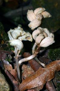 New, Rare Leafless Orchid