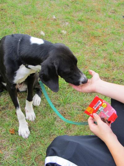 Dog Snacks