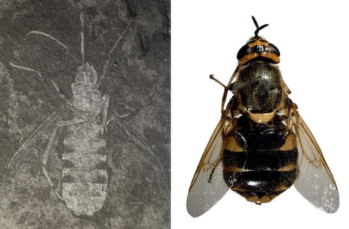 <i>Buccinatormyia gangnami</i>