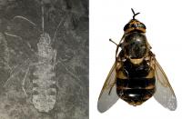 <i>Buccinatormyia gangnami</i>