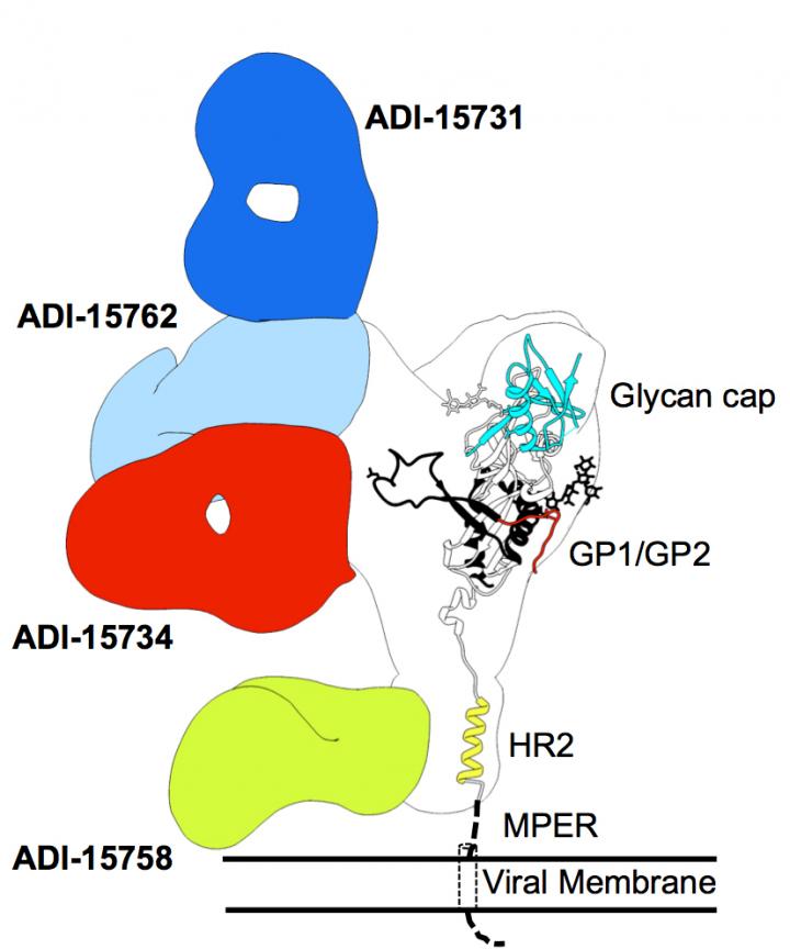 Ebola Virus Protein