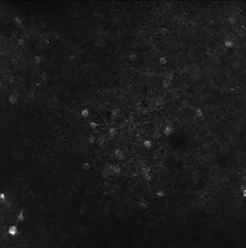 Cortical Cell Firing