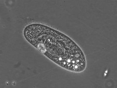 Paramecia
