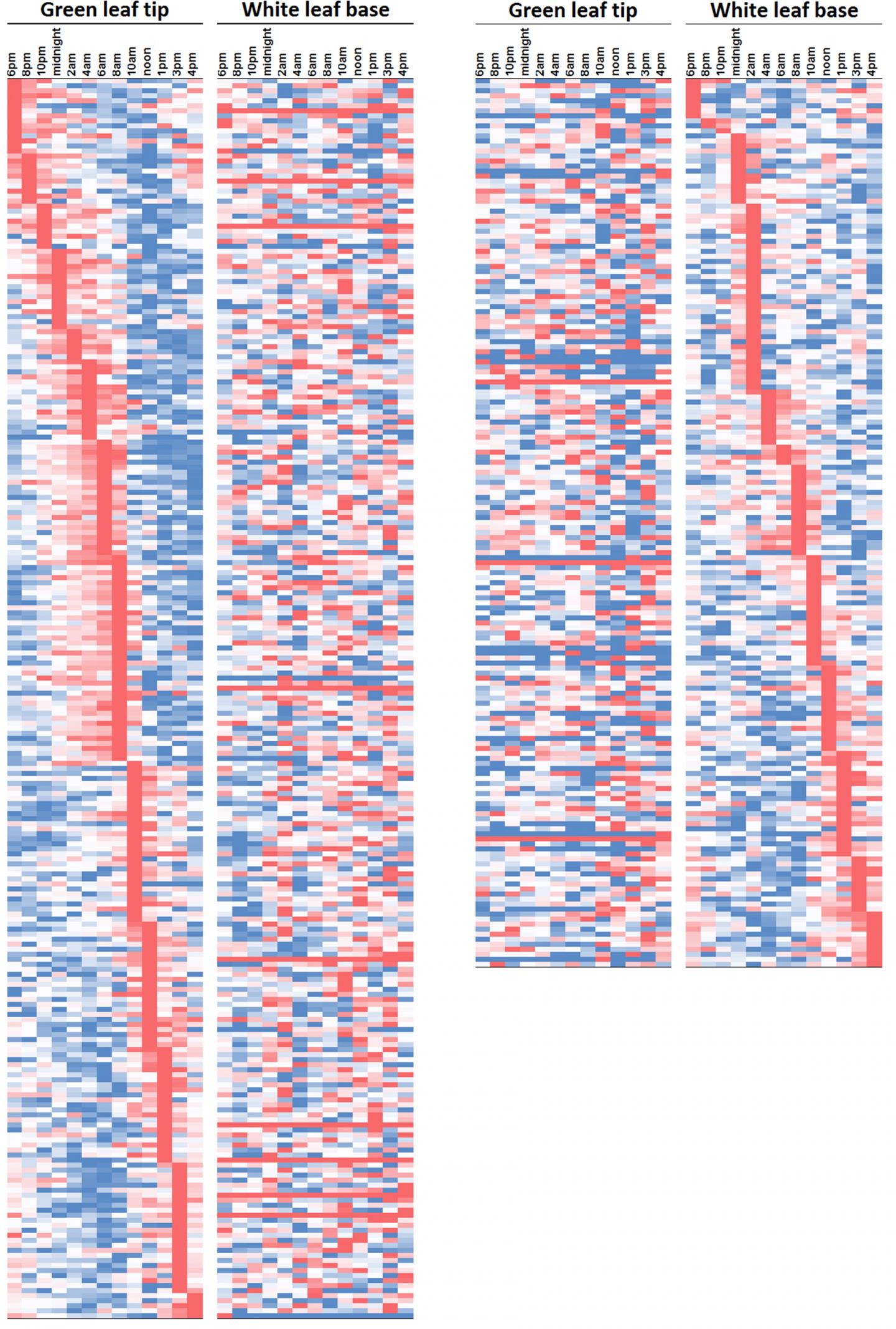 Diurnal Cycle Pattern
