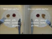 Glucose Aversion in Cockroaches
