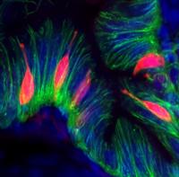 Zebrafish Enteroendocrine - 2