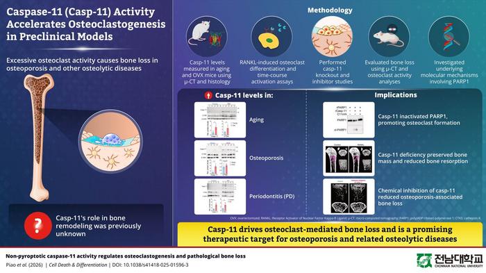 Caspase-11 Emerges as a Novel Regulator of Bone Loss