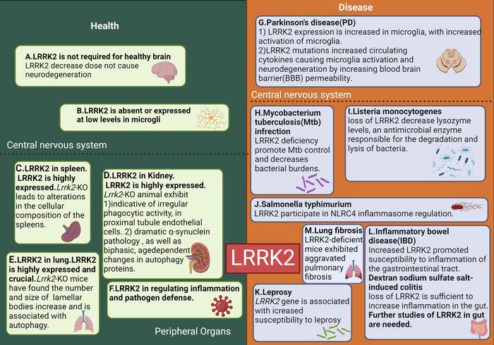 The role of LRRK2 in health and disease in CNS and periphery.