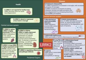 The role of LRRK2 in health and disease in CNS and periphery.