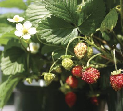 Woodland Strawberry
