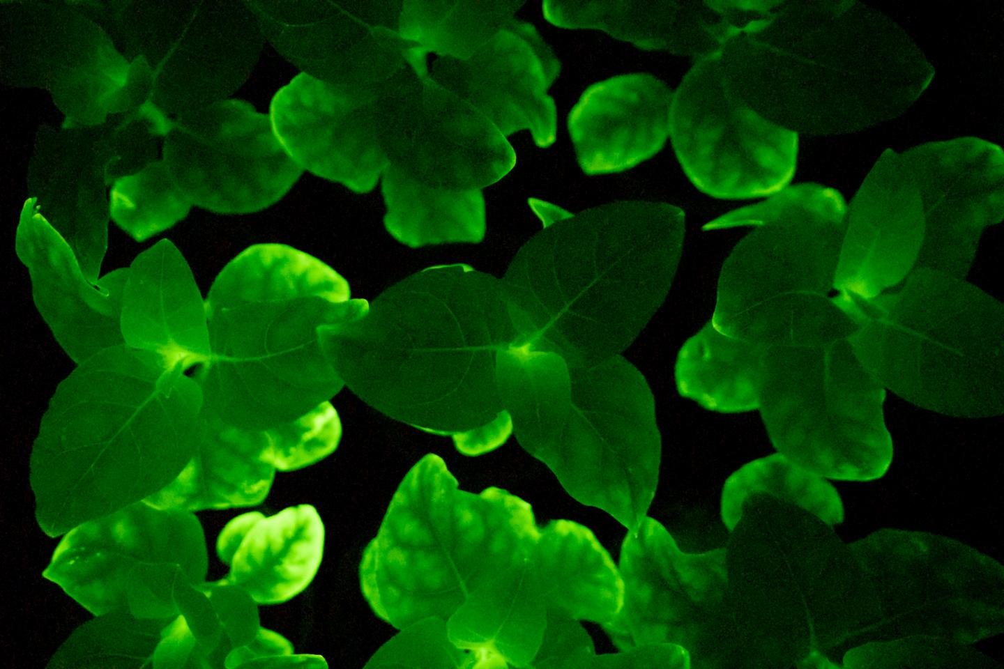 Glowing Young Plants