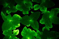 Glowing Young Plants
