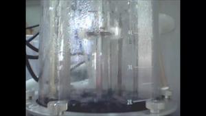 Bacteria growing purple fibers