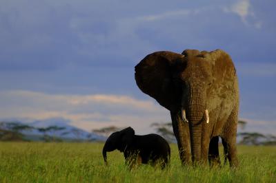 Elephants