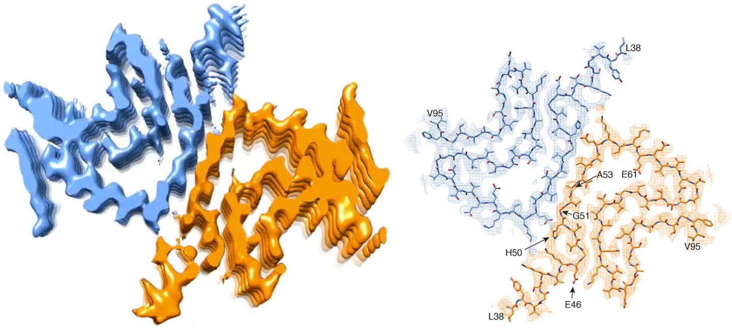 Cross Section of An Alpha-Synuclein Fibril