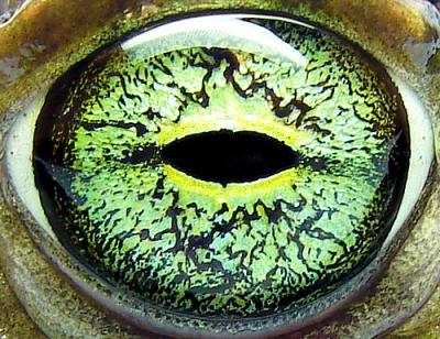 European Green Toad, <I>Bufo viridis</i>