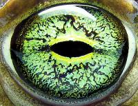 European Green Toad, <I>Bufo viridis</i>