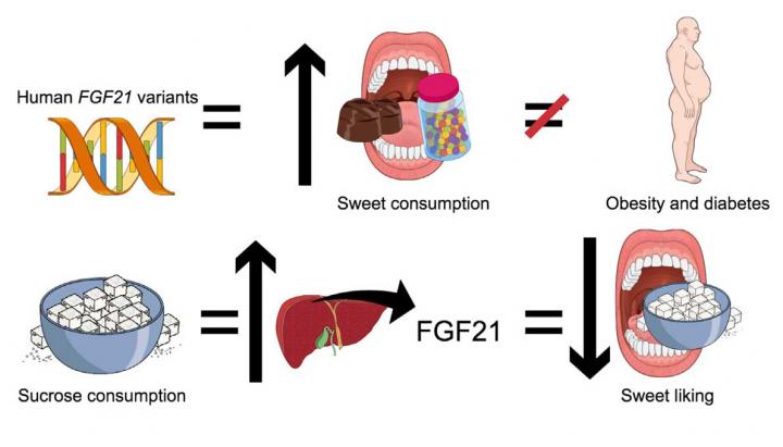FGF21 in Humans