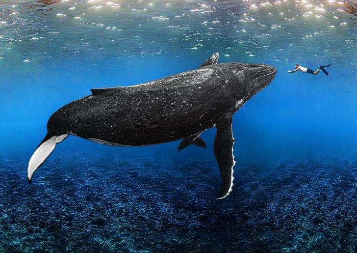 SOSF Founder and humpbacks
