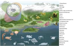 Schematic of wild food systems in southern coastal Alaska.