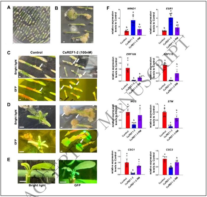 CsREF1-2 enhances citrus transformation efficiency by promotes callus proliferation during regeneration.