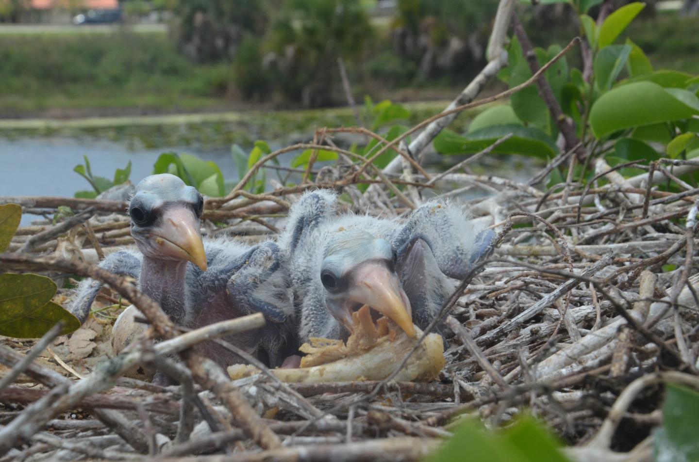 Urban Stork Chicks