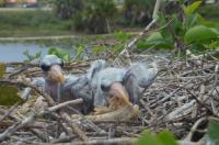Urban Stork Chicks