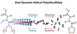 Dynamics of the artificial helical polymer