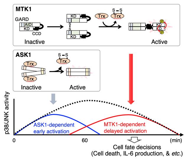 Figure 2.  A schematic model of oxidative stress-induced SAPK activation.