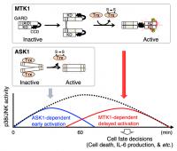 Figure 2.  A schematic model of oxidative stress-induced SAPK activation.