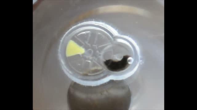Implantable Microrobots Video