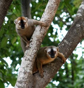 Two redfronted lemurs peeking out of a tree