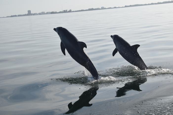 Wild dolphins in Sarasota Bay