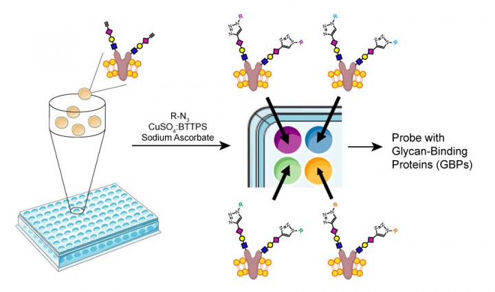 Glycan Arrays