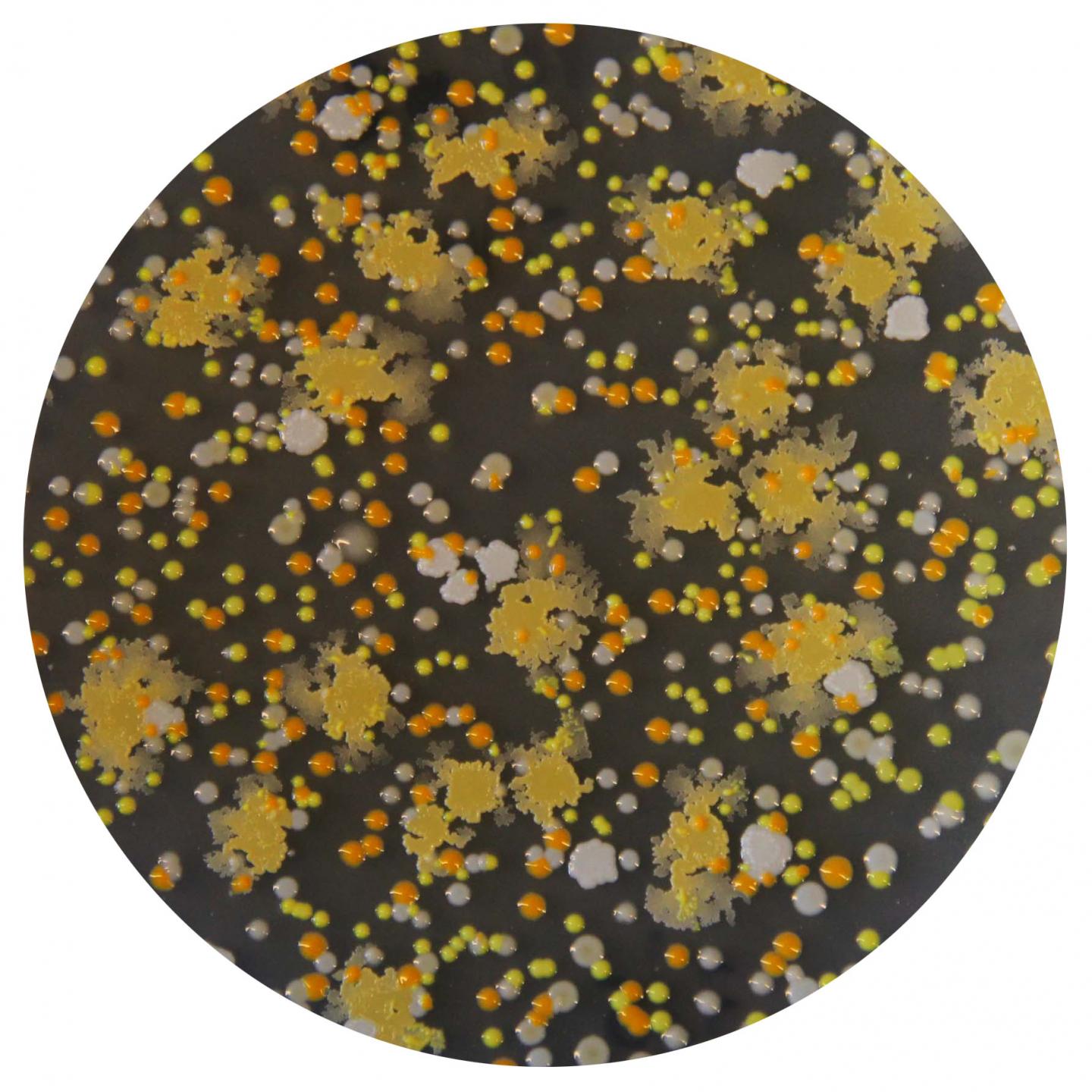 Colonies of Cheese Bacteria
