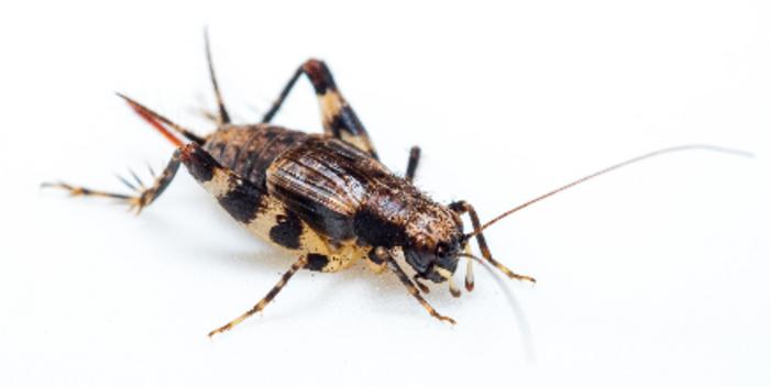 A band-legged ground cricket mother