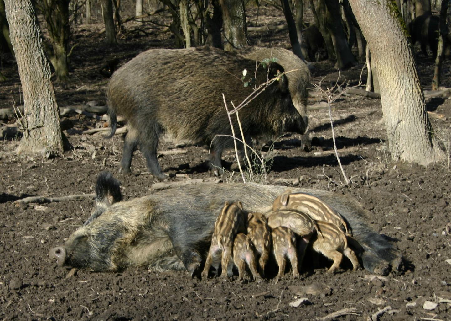 The Wild Boar Population Is Growing
