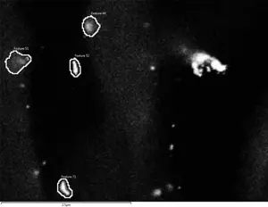 Nanoplastic particles in the root of a wheat plant