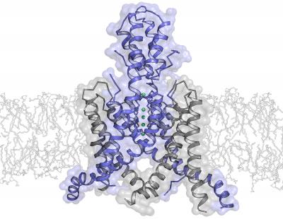 The Inner Workings of Ion Channels (2 of 2)
