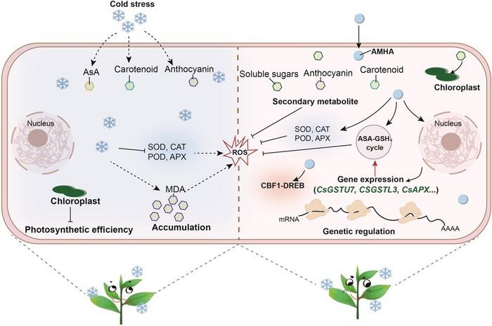 A putative regulatory work model showing how AMHA is involved in mitigating cold damage in tea plant.