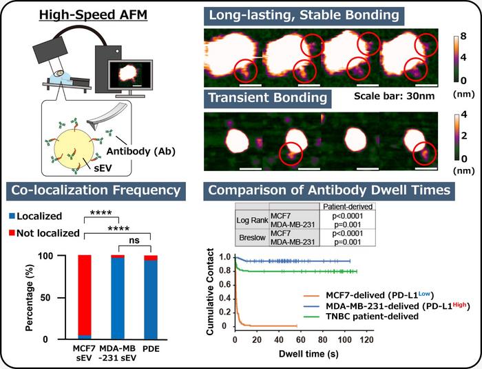 Visualizing PD-L1 Antibody Binding to Extracellular Vesicles in Real Time with High-Speed AFM