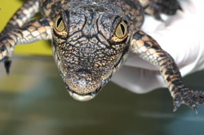 Cracked Skin and Crocodile Scales (4 of 6)