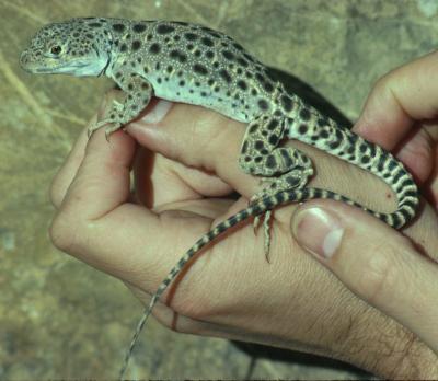 An Adult Leopard Lizard