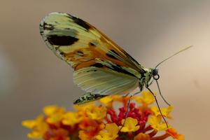 Lepidopteran species