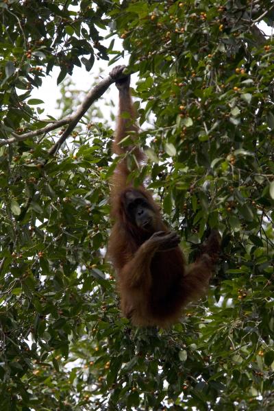 Wild Orangutan