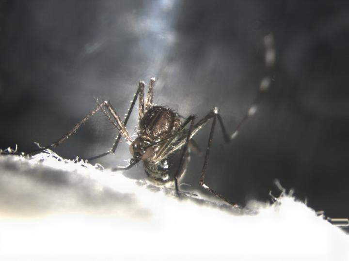 Mosquito Eye Disruption