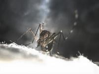 Mosquito Eye Disruption