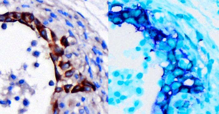 Composite Cell